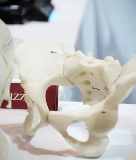 Human pelvic bone 3D model for display at PULSE 2026